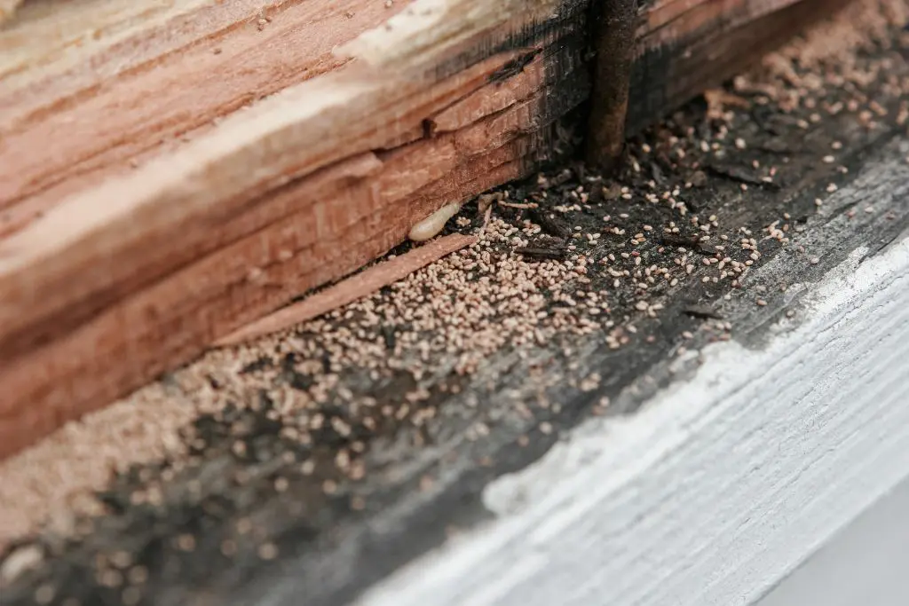 Split, hollowed-out wood revealing a single creamy-white subterranean termite worker crawling near the edge